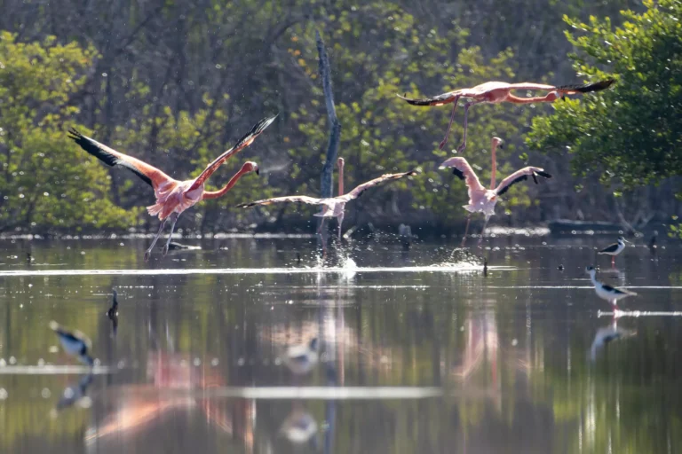 Exitosa liberación de 44 flamencos del proyecto Rescate Rosado El Parque Nacional Estero Balsa